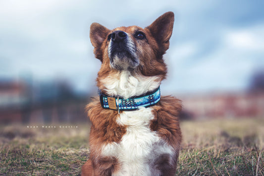 Hundehalsband PEETA – Naturdesign mit Bäumen, Bergen und Naturfarben, getragen von Hund Scottie