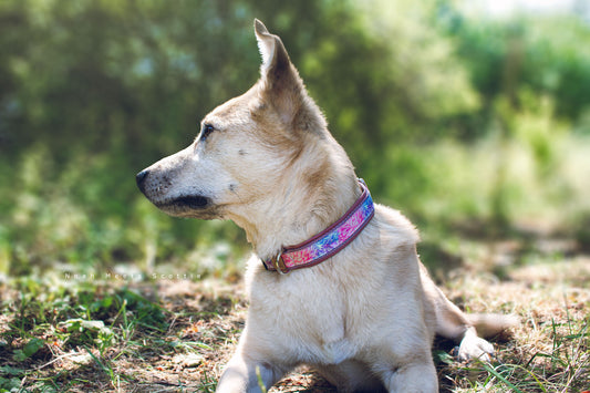 Hund Philipp trägt Hundehalsband Peony mit lila-rosa Blumenmuster und braunem Kunstleder im Freien