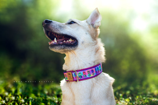 Hundehalsband Pine mit buntem Ananas Muster, getragen von  Hund Philipp  im Sonnenschein