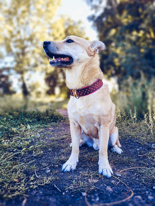 Philipp trägt das Hundehalsband PINK DOT mit fröhlichem Punktemuster in Pink und Braun – Frontansicht