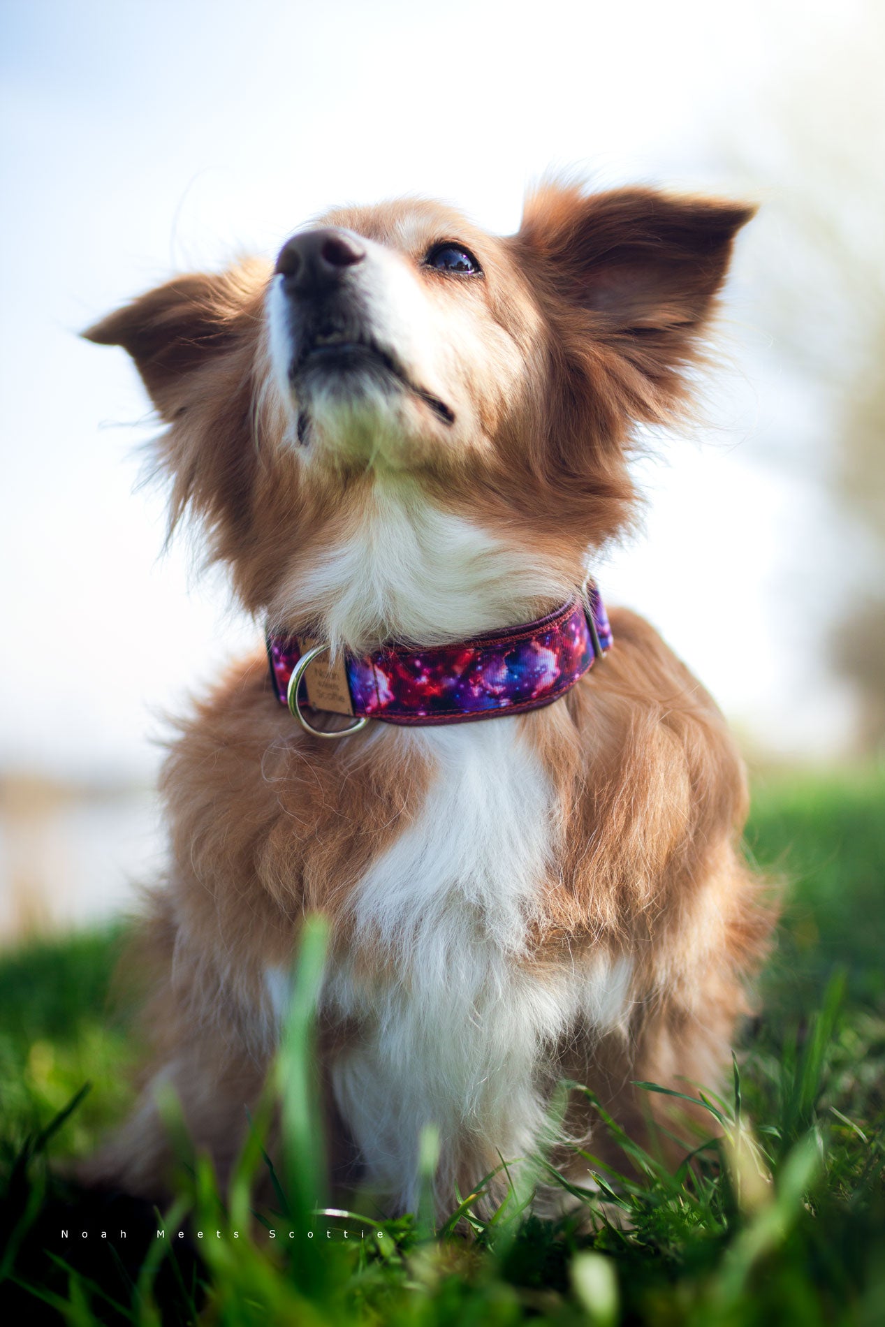 Hundehalsband PINK GALAXY mit Galaxie Design in Pink, Lila und Dunkelrot – getragen von Noah