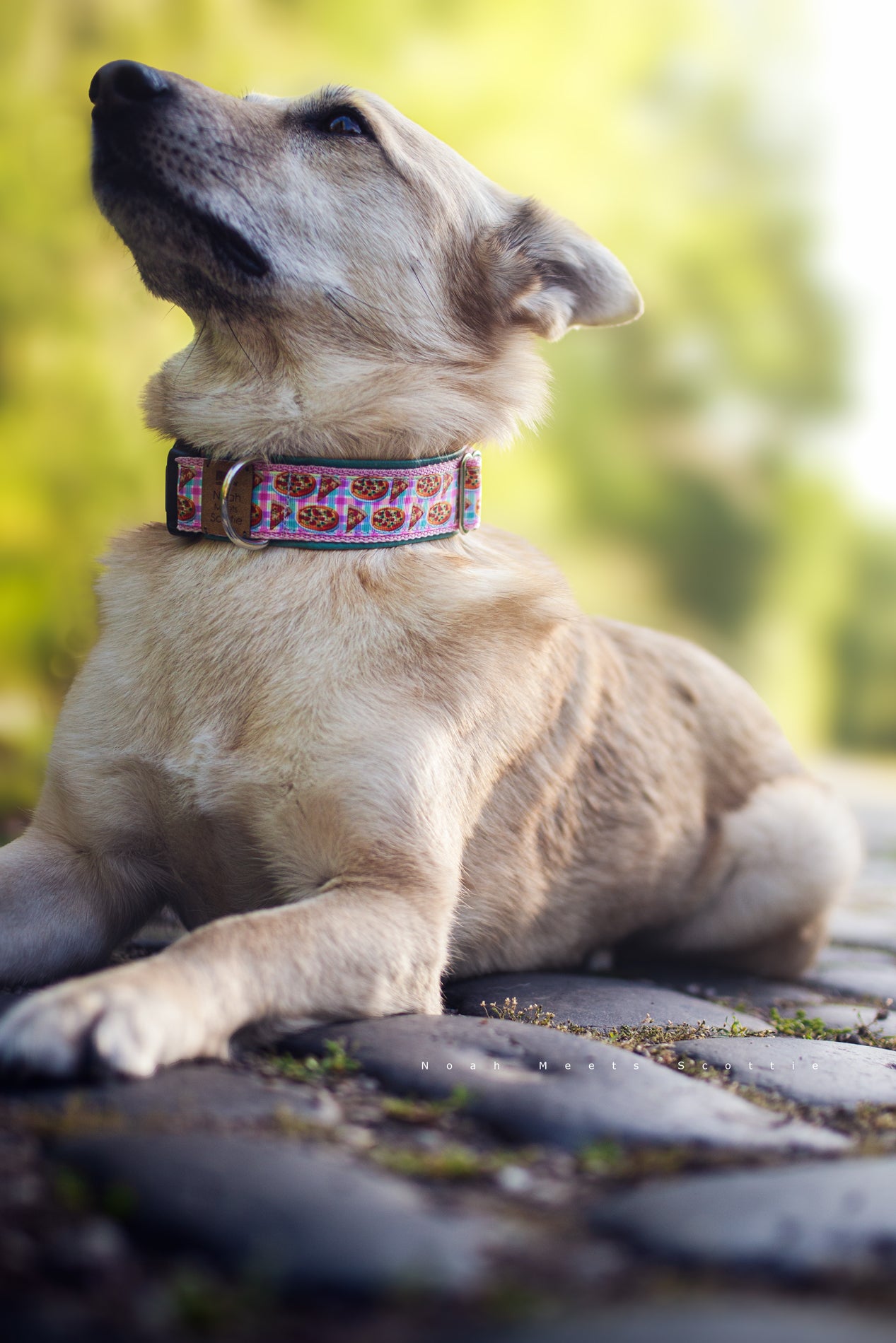 Hundehalsband PIZZAPAW – witziges Pizza-Design in Rosa und Türkis, weich gefüttert, verstellbar, einzigartig und bequem für Hunde