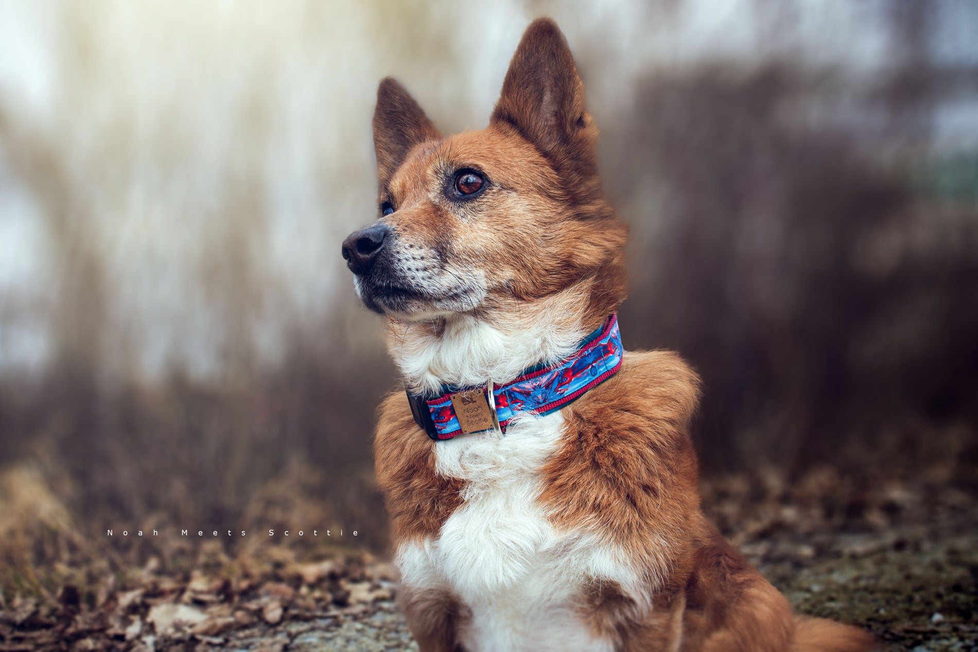 Hundehalsband RED MARBLE mit Marmordesign in Rot und Blau und petrolfarbener Fütterung – getragen von Scottie
