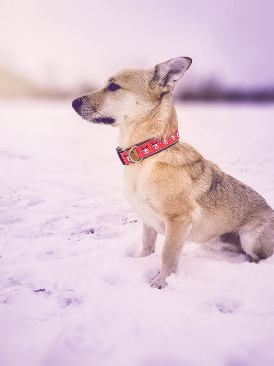 Philipp trägt das Hundehalsband REINDEER IN RED mit festlichem Rentiermotiv auf rotem Grund – Frontansicht im Schnee