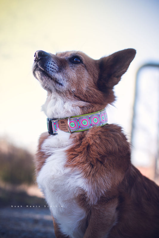 Scottie trägt das Hundehalsband RIO mit Paisley Muster in Beige und bunten Farben – Frontansicht