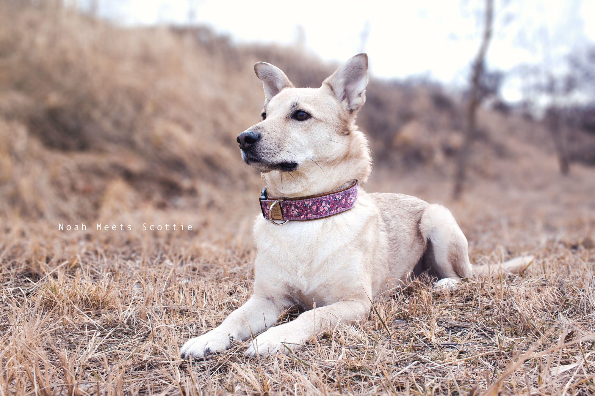 Hund Philipp trägt das Hundehalsband ROSA mit Rosenmuster in Lila und Violett, weich gefüttert mit cognacfarbenem Kunstleder