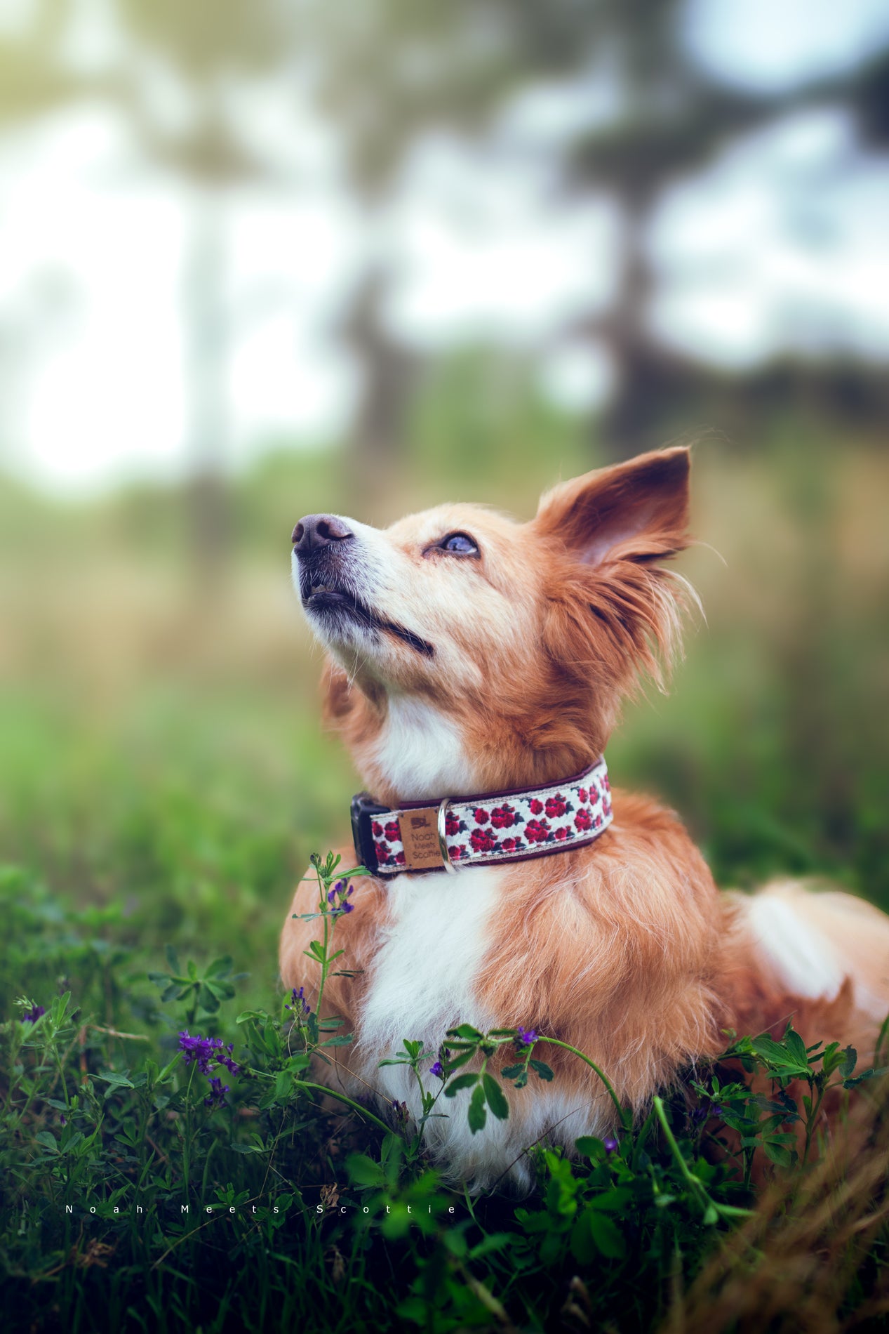 Noah trägt das Hundehalsband ROSEWOOD PAW mit Rosenmuster in Rot und Dunkelrot – Naturaufnahme im Gras