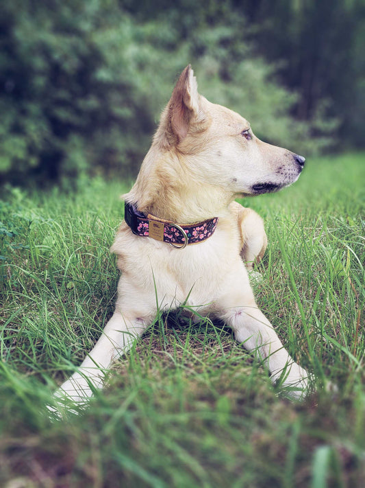 Philipp trägt das Hundehalsband SAKURA mit Kirschblütenmuster in Rosa und Schwarz – Frontansicht im Grünen