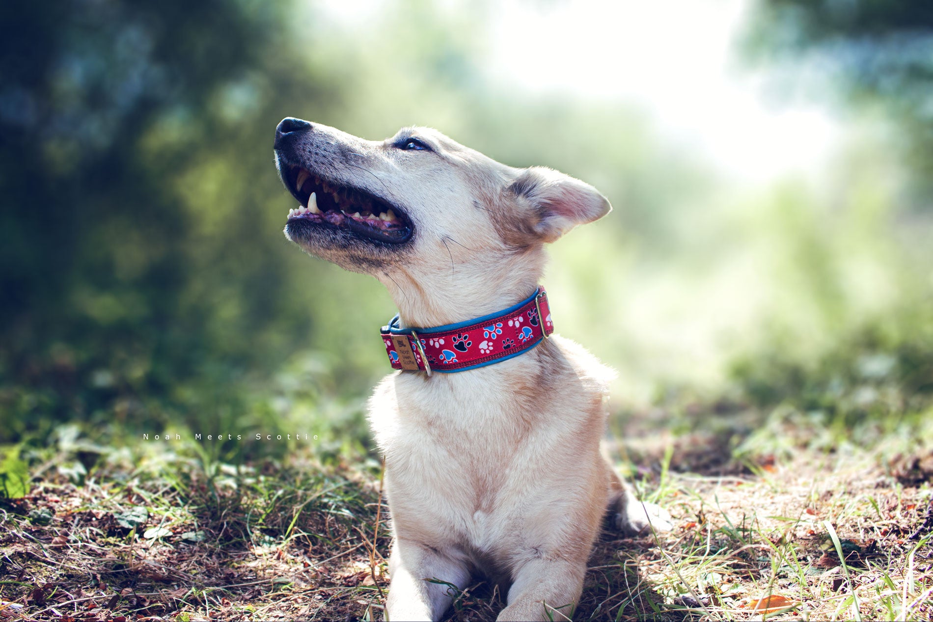 Hundehalsband Sam rot mit Hundepfoten in Weiß Blau und Schwarz, gepolstert mit hellblauem Kunstleder