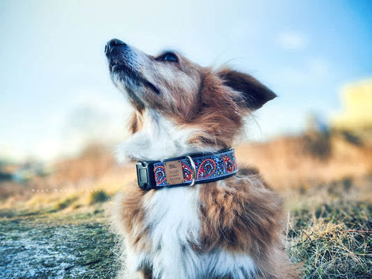 Noah trägt das Hundehalsband SCOTTIE mit Paisley Muster in Rot, Orange, Hellblau und Gelb