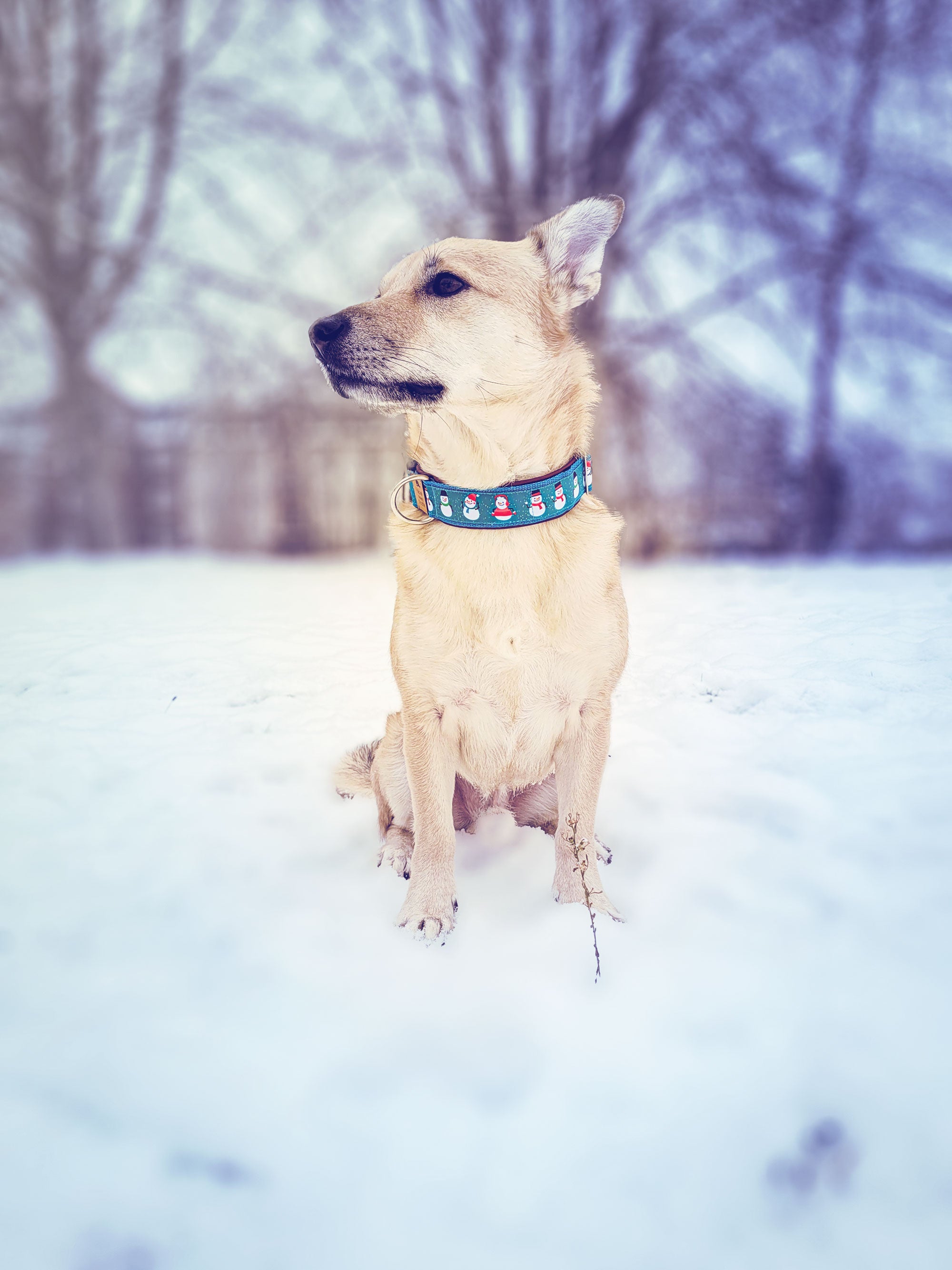 Philipp trägt das Hundehalsband SNOWMAN in Türkis mit fröhlichen Schneemannmotiven – Frontansicht im Schnee