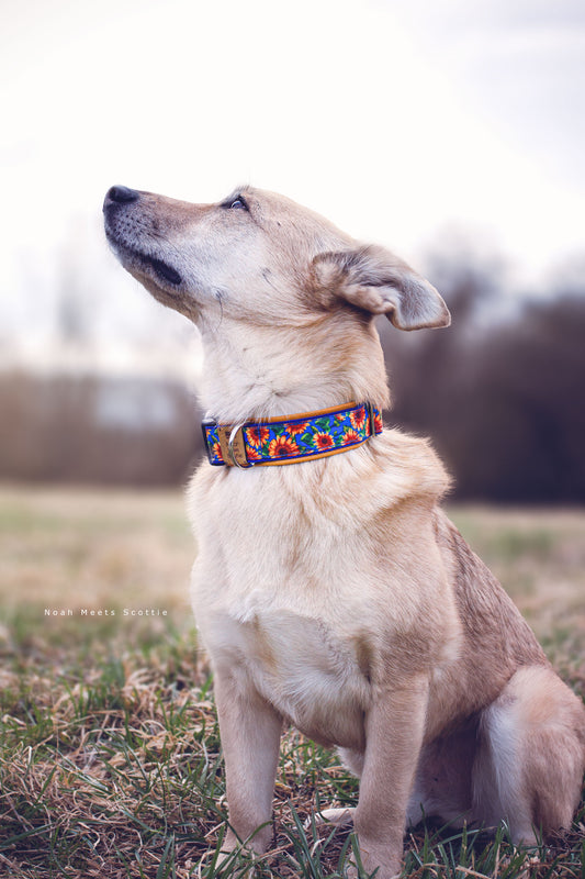 Hund Philipp trägt das Hundehalsband SOLEA mit Sonnenblumenmuster in Blau und Ocker – Frontansicht