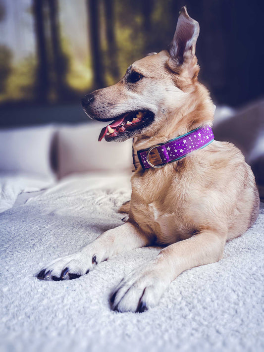 Philipp trägt das Hundehalsband STARS’n’PURPLE in Lila mit Sternenmuster, weich gefüttert in Mint – Frontansicht