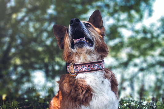 Hundehalsband Sugar Skulls im Totenkopf-Design, getragen von Hund Scottie