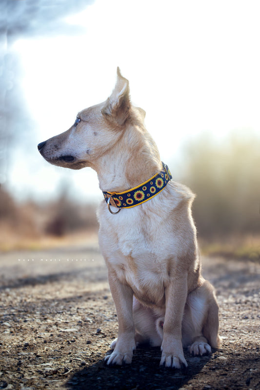 Philipp trägt das Hundehalsband SUN-BUN in Dunkelblau mit gelben Sonnenblumen – Frontansicht