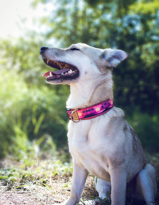 Philipp trägt das Hundehalsband SUNSET mit Palmen und Sonnenuntergang in Pink, Lila, Orange und Gelb