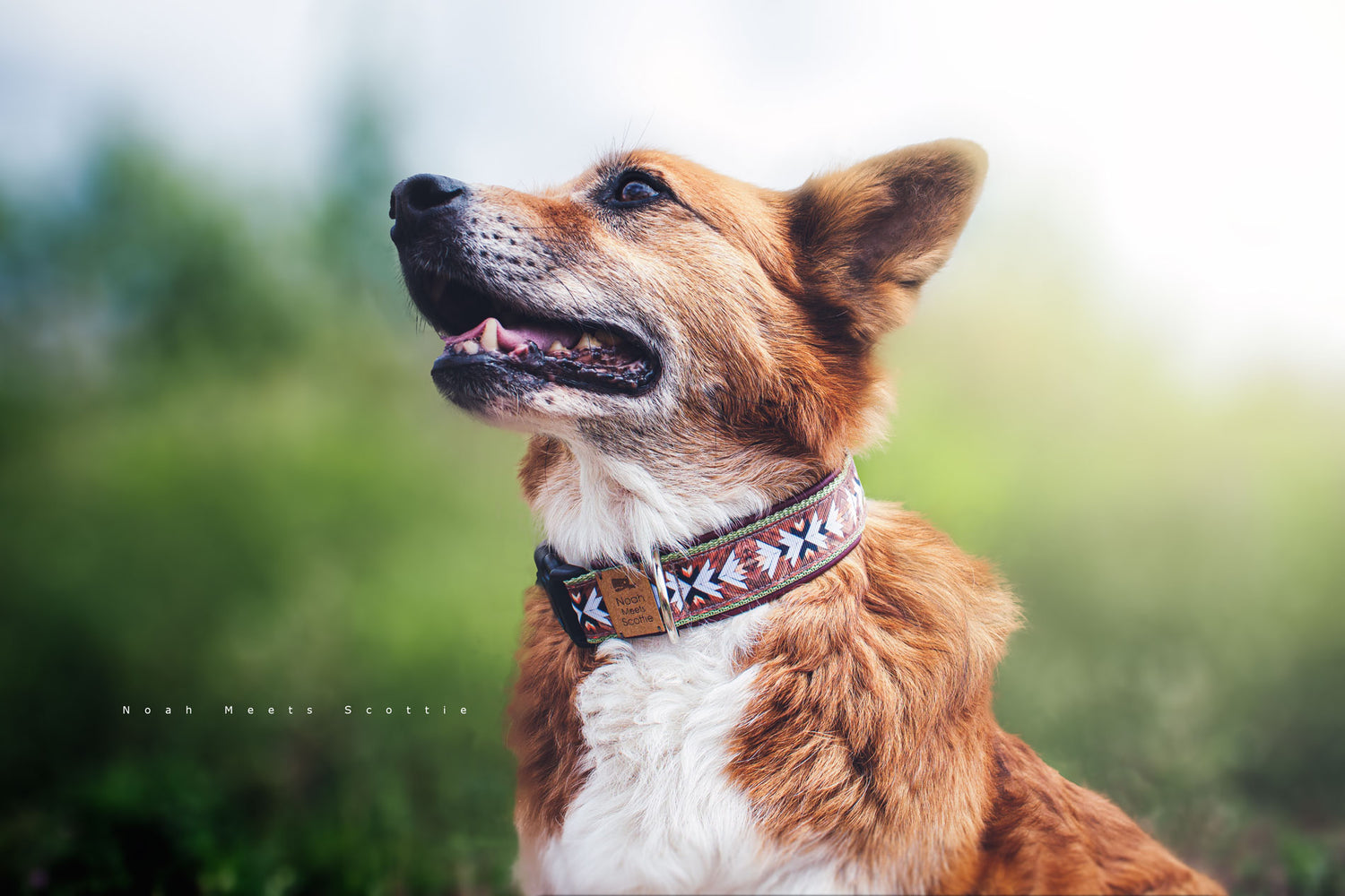 Hundehalsband TARA in Holzoptik mit Bordeaux und Lindgrün – getragen von Scottie