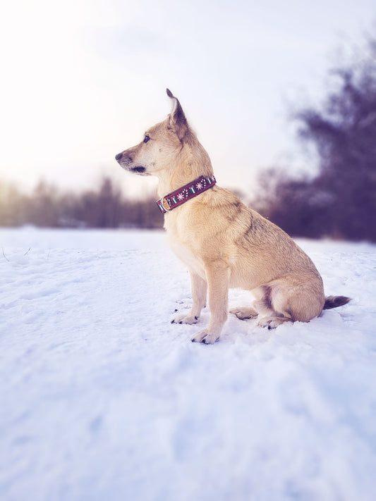 Philipp trägt das Hundehalsband THREE THINGS ABOUT CHRISTMAS mit Schneeflocken, Zuckerstangen und Geschenken – Frontansicht