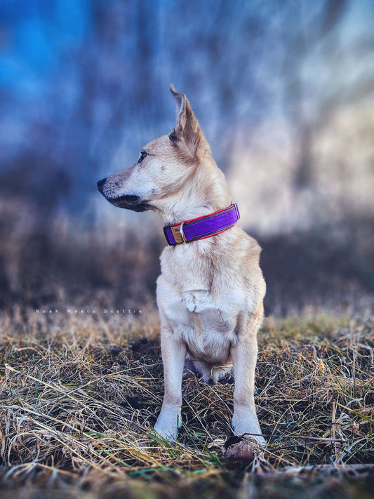 Hundehalsband TRUDY in Lila mit olivgrünem Gurtband und fuchsiafarbenem Innenfutter – getragen von Philipp