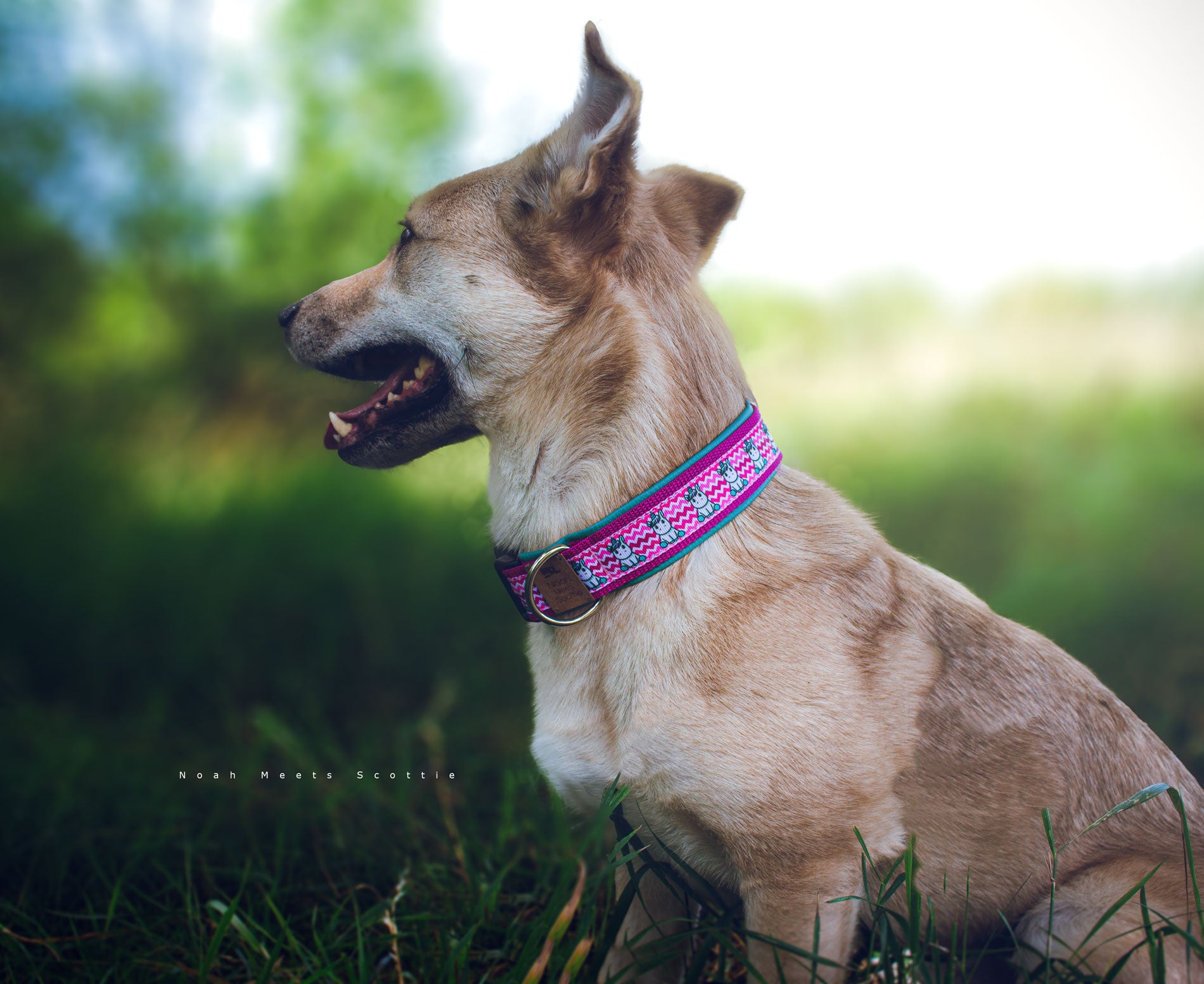 Hundehalsband UNI-CORNI mit Einhörnern im Comic-Stil auf pink-weißem Zickzackmuster – getragen von Philipp