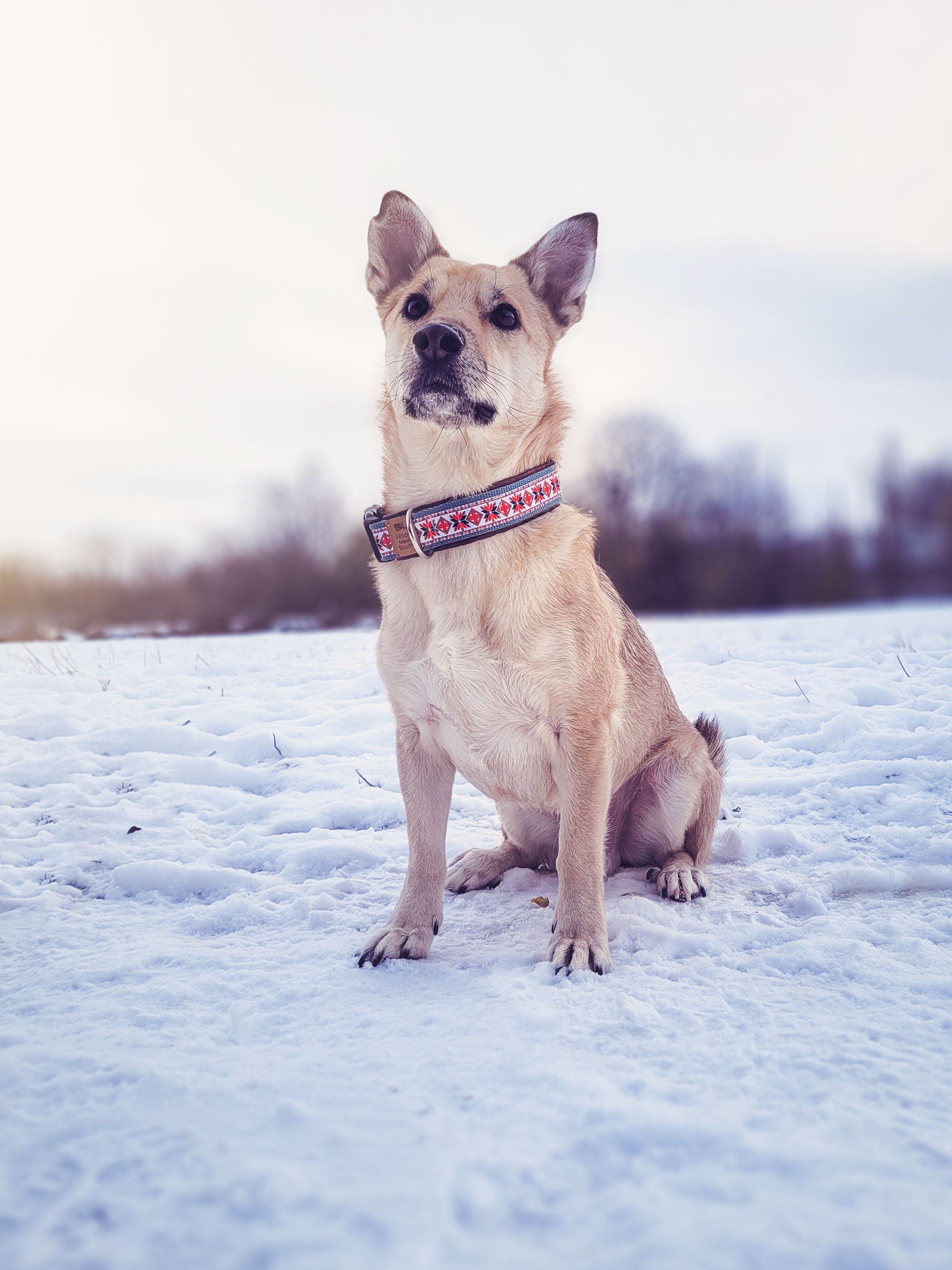 Philipp trägt das Hundehalsband UP NORTH mit Norwegermuster in Rot Weiß Grau – Frontansicht im Schnee