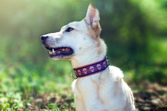 Philipp trägt Hundehalsband VALERIA mit bunten Totenköpfen im Día de los Muertos Design auf dunkelblauem Grund – Frontansicht