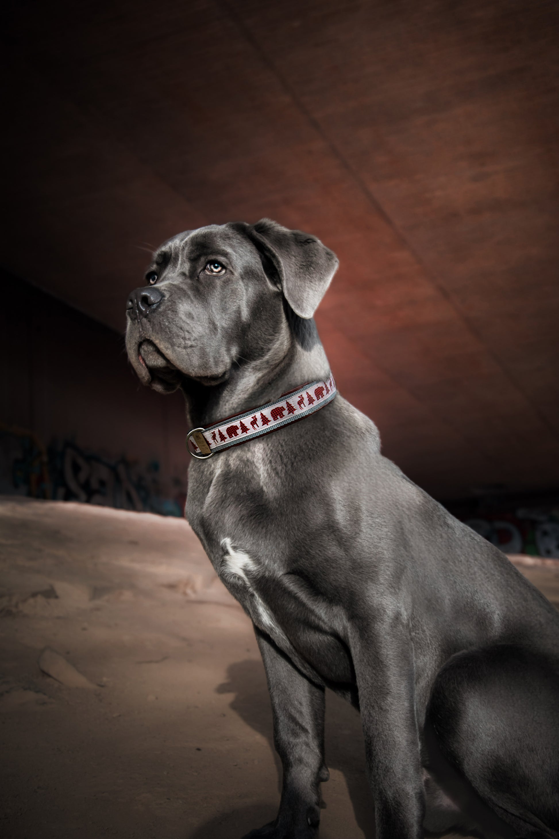 Hund trägt das Hundehalsband WOODLANDS mit nordischem Muster, Hirsch und Tannenbäumen – Frontansicht
