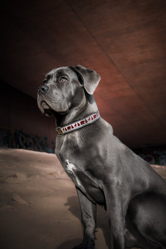 Hund trägt das Hundehalsband WOODLANDS mit nordischem Muster, Hirsch und Tannenbäumen – Frontansicht