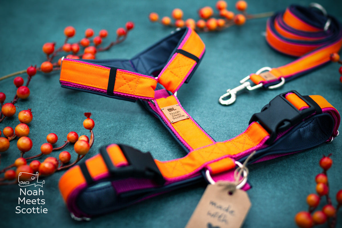 Farbenfrohes Hundegeschirr in Orange, Pink und Dunkelblau mit schwarzen Verschlüssen und silberfarbenen Ringen.