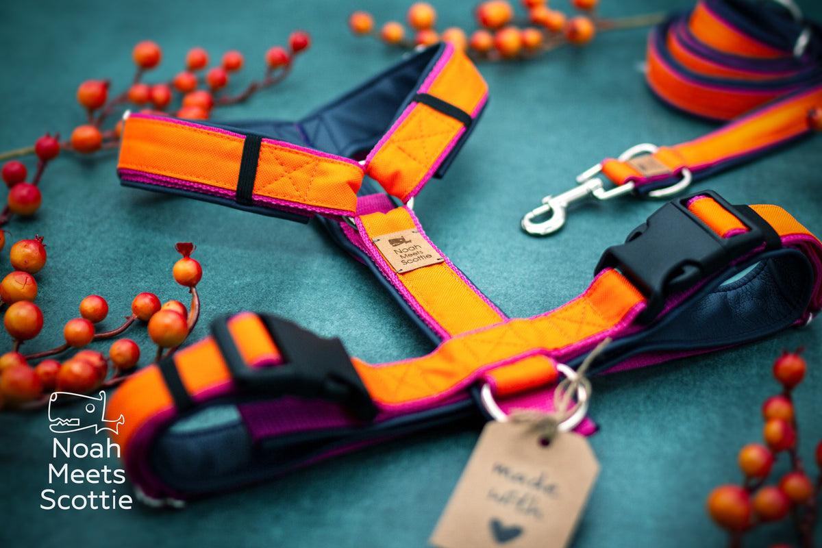 SUNDOWN Hundegeschirr mit kräftigem Orange als Hauptfarbe sowie kontrastierenden pinken und dunkelblauen Details.