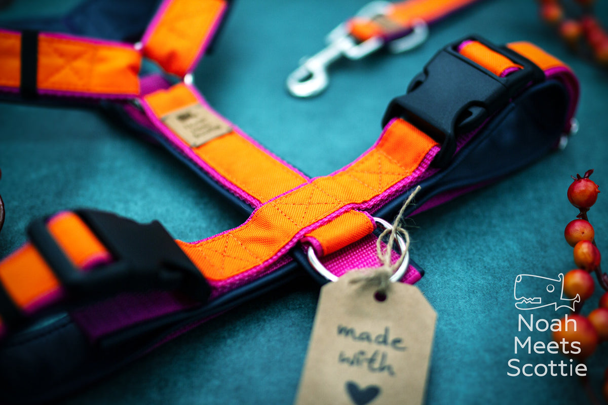 Oranges Hundegeschirr SUNDOWN mit pinkfarbenen Details und dunkelblauer Innenseite im kontrastreichen Colorblock-Look.