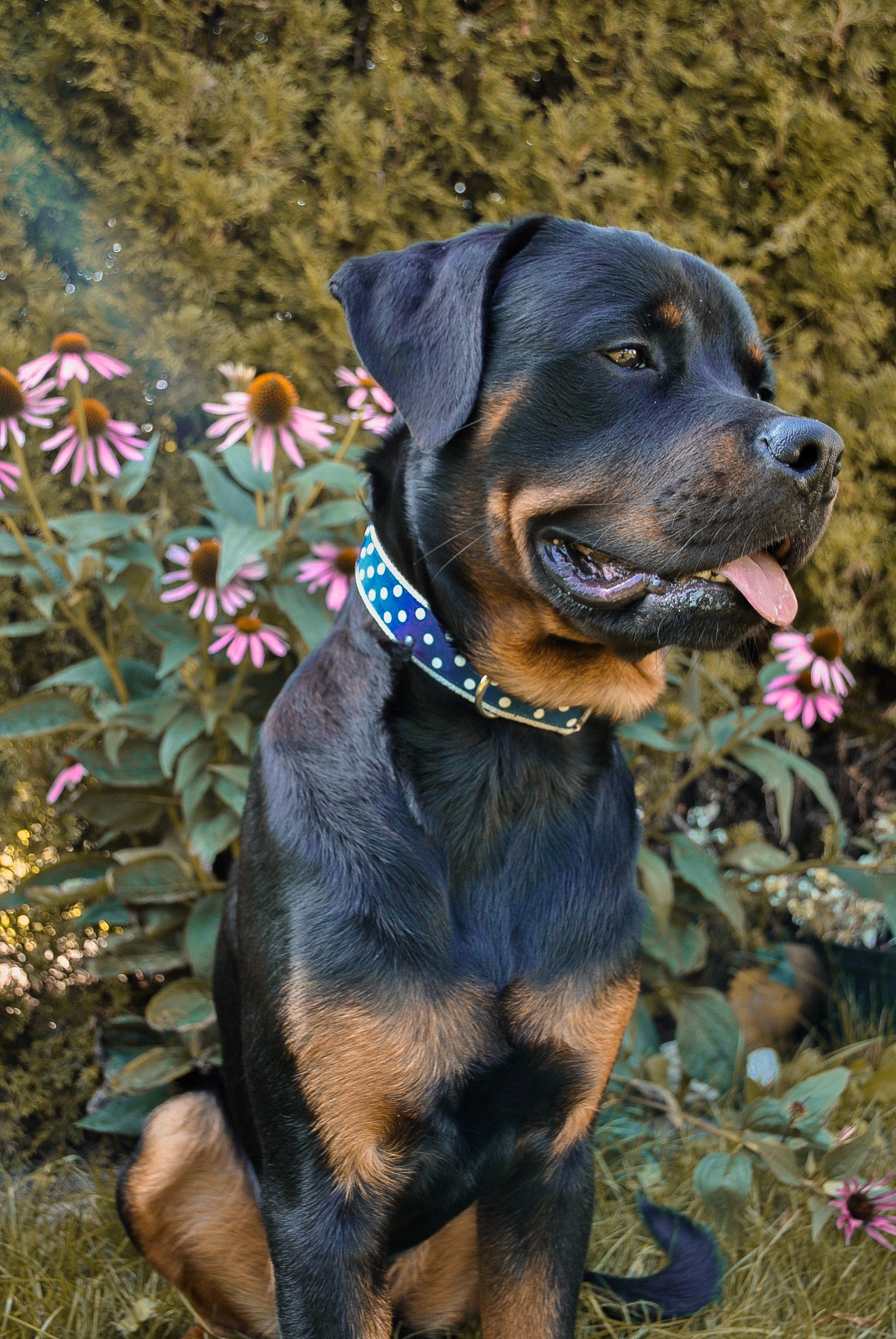 Rottweiler trägt blaues Hundehalsband mit weißen Punkten im Garten, Inspiration für stilvolles Hundezubehör